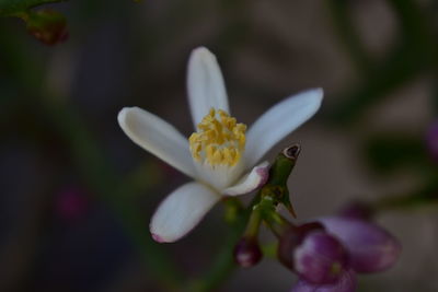 Close-up of flower blooming outdoors