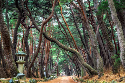 Trees in forest