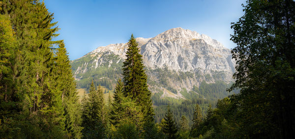 Panoramic view of trees in forest