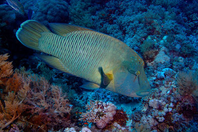 Fish swimming in sea