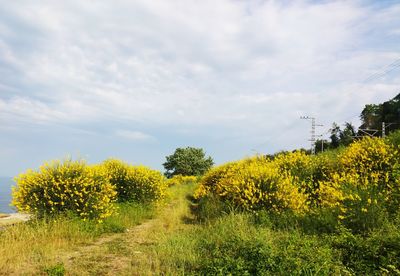 Yellow flowering plants on field against sky