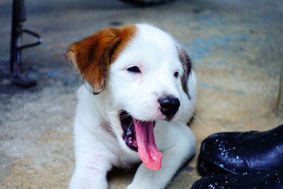 Close-up portrait of puppy