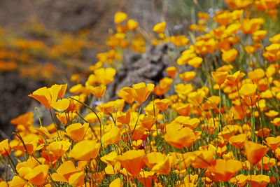 Close-up of yellow flowering plants on field