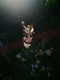 Close-up of bee on flower tree