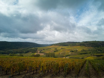 Scenic view of agricultural field against sky