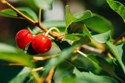 Close-up of tomatoes growing on tree