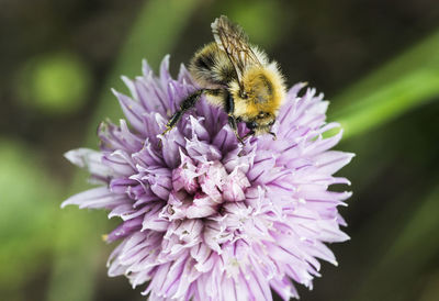 Close-up of insect on purple flower