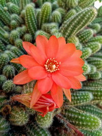 High angle view of orange flowering plant