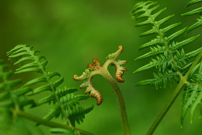 Close-up of fern