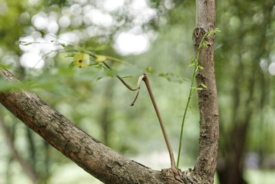 Close-up of insect on tree trunk