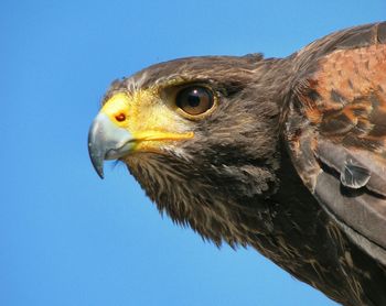 Close-up of harris hawk against clear sky