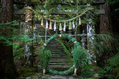 Staircase amidst trees in forest