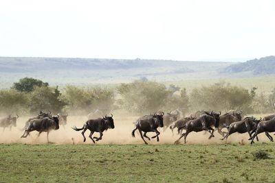 Horses on field against sky