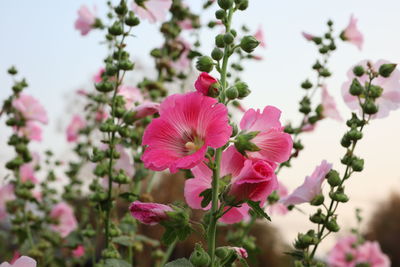 Close-up of pink flowering plant