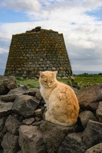 Cat sitting on rock against sky