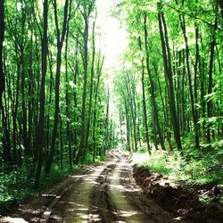 Road passing through forest