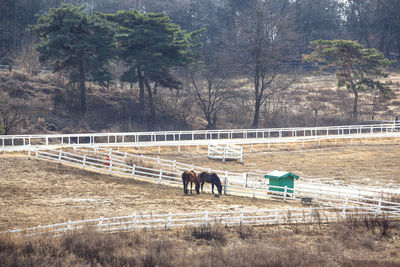 Horses on field at ranch