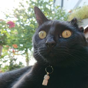 Close-up portrait of cat and woman outdoors