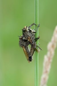 Close-up of insect on plant