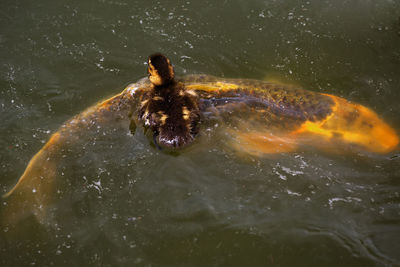 Close-up of turtle swimming in water