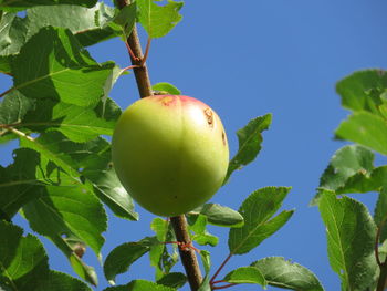 Low angle view of apple on tree against sky