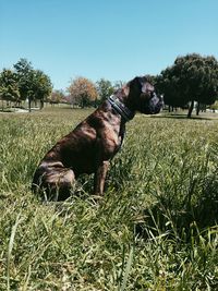 View of dog on field against clear sky