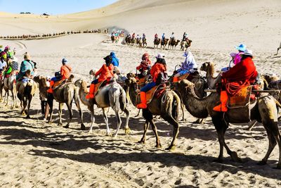 People riding camels on desert