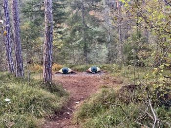 Tractor on dirt road amidst trees in forest