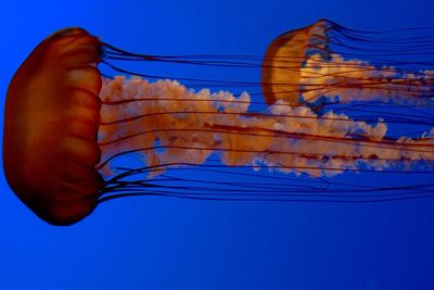 Close-up of jellyfish against blue background