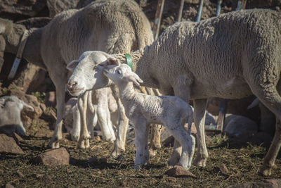 Sheep with lawn standing on field