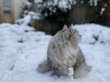 Cat on snow