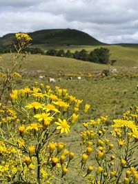 Scenic view of yellow flowering field against sky