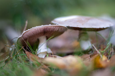 Close-up of mushroom growing on field