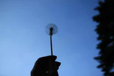 Low angle view of silhouette person holding dandelion against sky