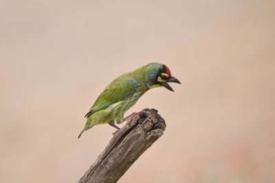 Close-up of bird perching on branch