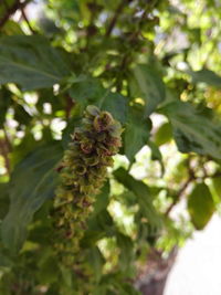 Close-up of plant growing on tree