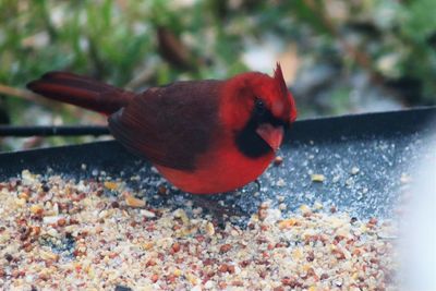 Close-up of bird perching on red leaf