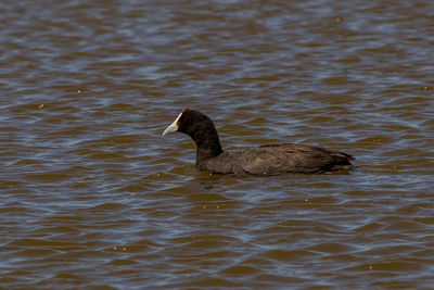 Duck swimming in lake