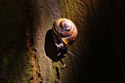 Close-up of snail on tree trunk