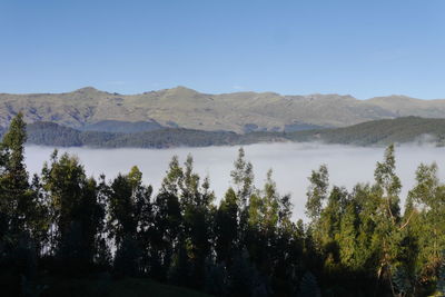 Panoramic view of land and trees against clear sky