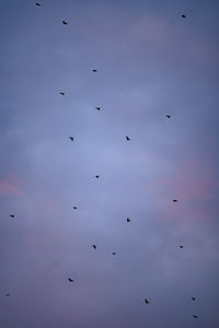 Low angle view of birds flying in sky
