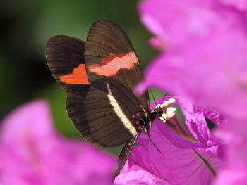 Close-up of butterfly pollinating on flower