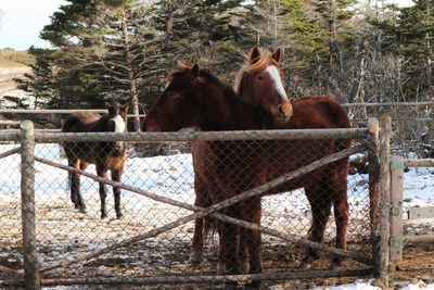 Horses at ranch