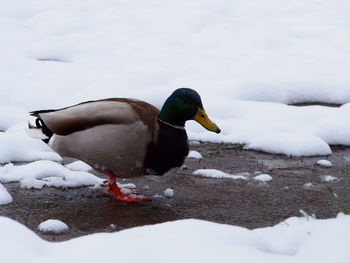 Close-up of ducks on frozen lake during winter