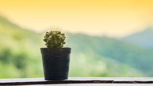 Close-up of potted plant