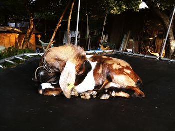 Side view of reptile relaxing outdoors