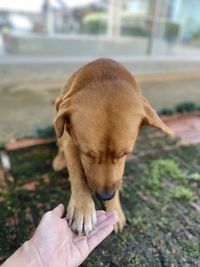 Close-up of hand holding puppy