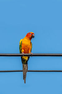 Low angle view of parrot perching on cable against blue sky