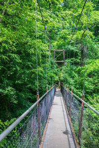 Footbridge amidst trees in forest