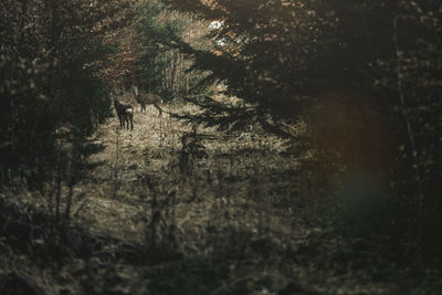 High angle view of trees on field